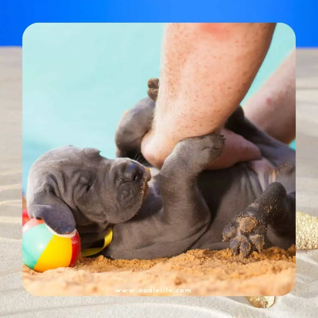 can dogs be tickled these puppies are being tickled at the beach