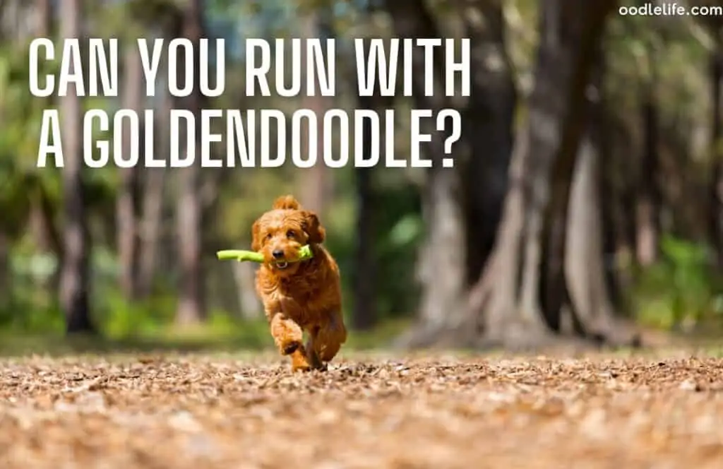 can a goldendoodle run - a goldemndoodle running in a park with a stick