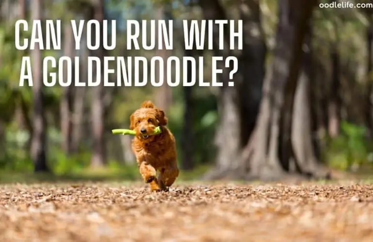 Do Goldendoodles Make Good Running Partners?