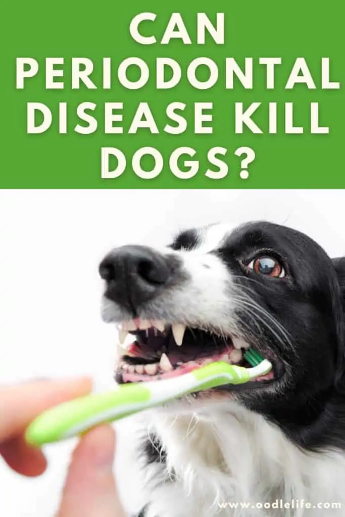 can periodontal disease kill my dog