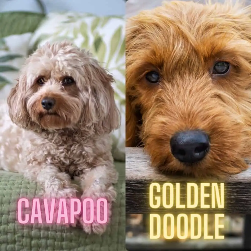 comparing looks of cavapoo and golden doodle