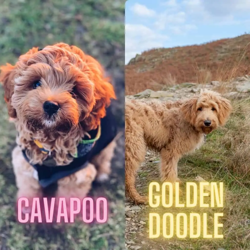 the cavapoo and goldendoodle size compared