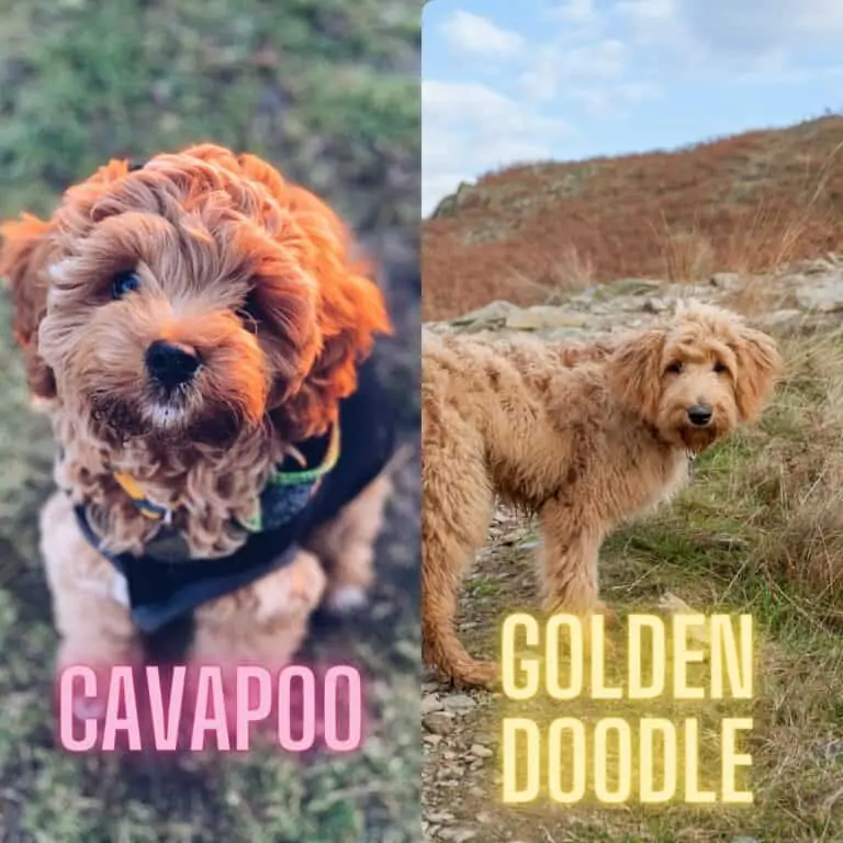 Cavapoo vs Goldendoodle Best Breed Comparison [with photos]