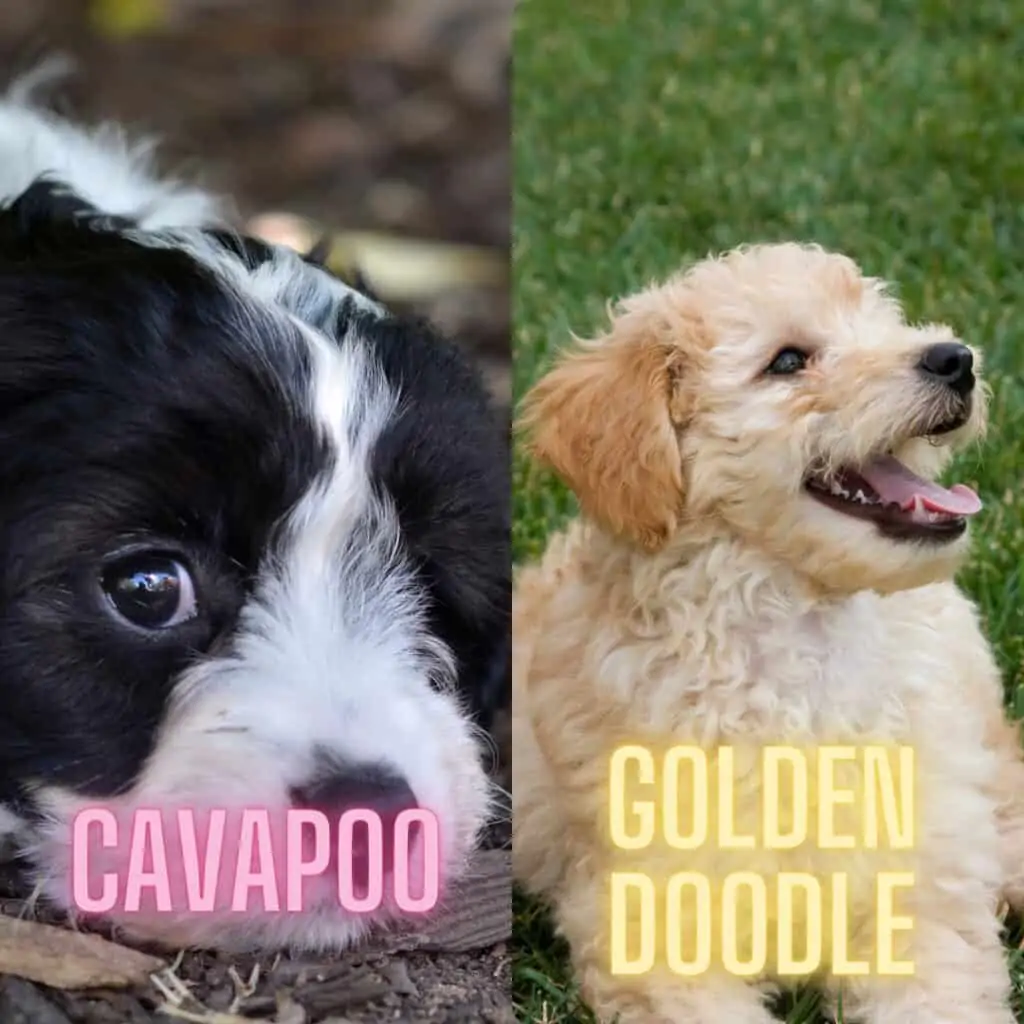 mini cavapoo vs mini goldendoodle