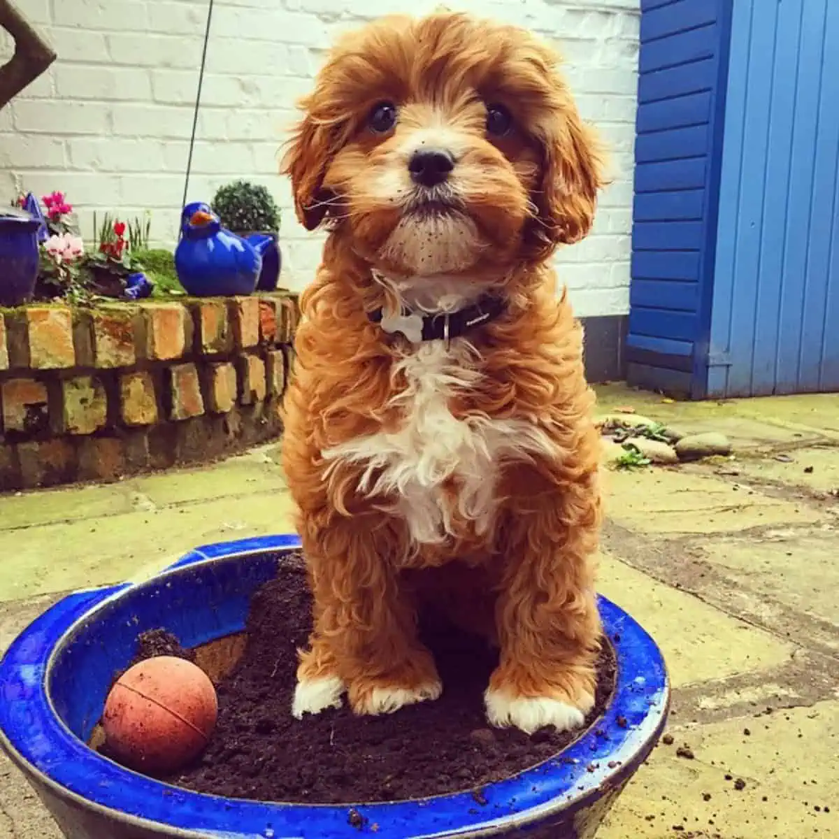 Cavapoo messing garden