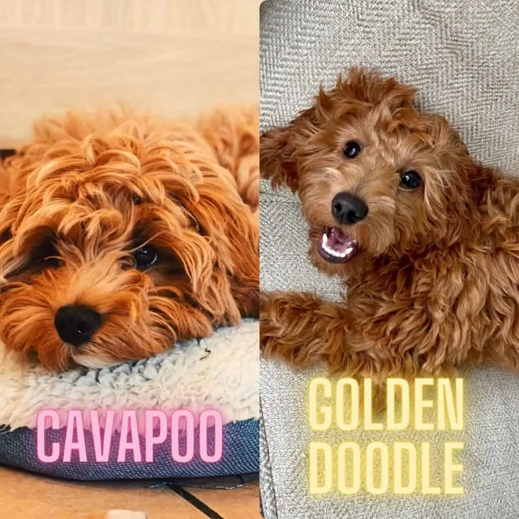 Cavapoo vs Goldendoodle Best Breed Comparison [with photos] 1