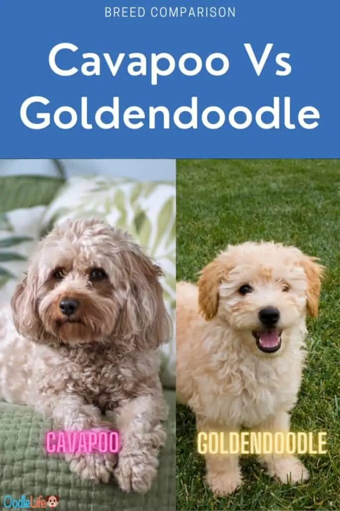 cavapoo vs goldendoodle