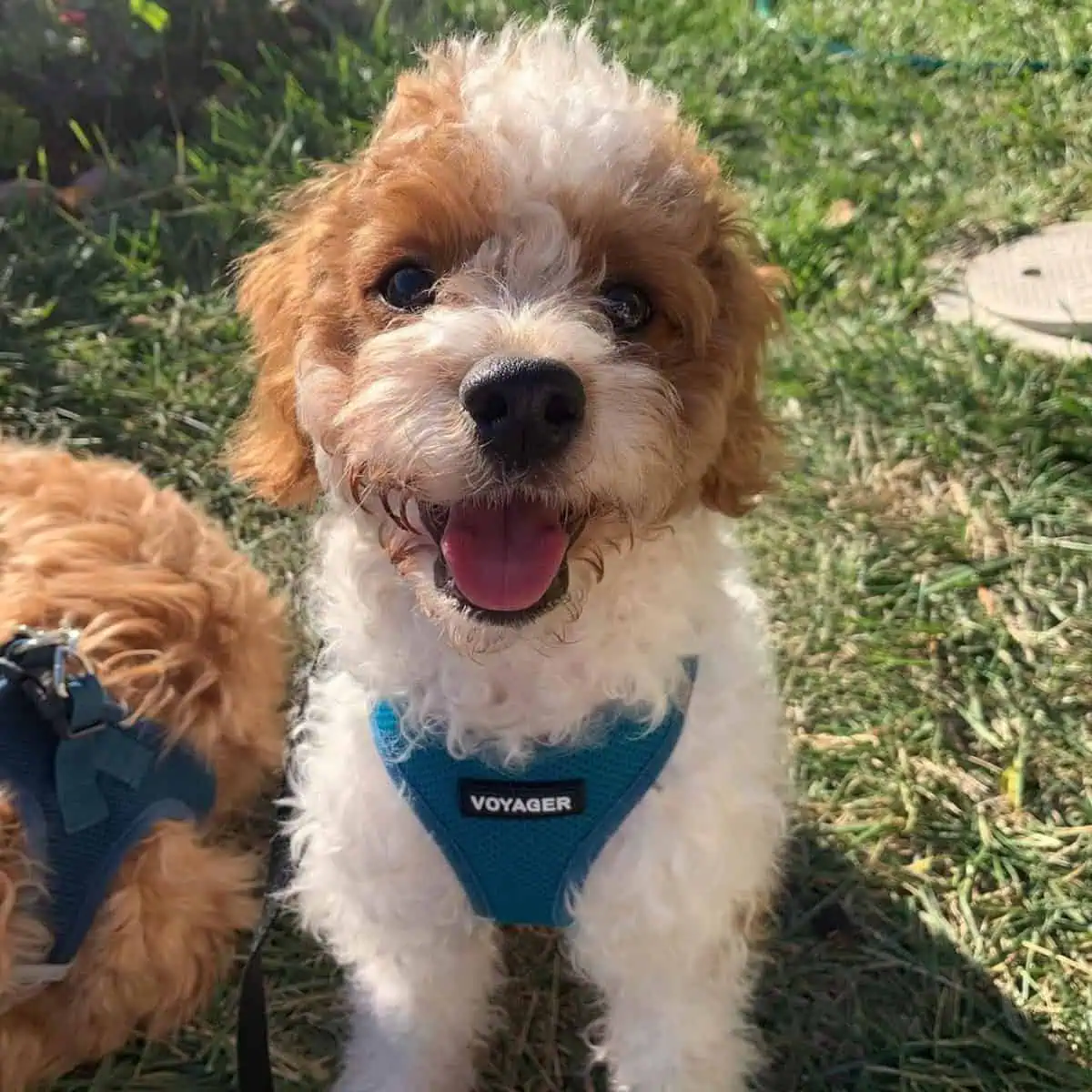 Cavapoo wearing harness