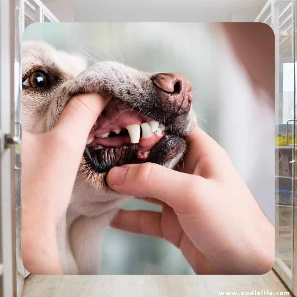 checking a dogs teeth for gum issues