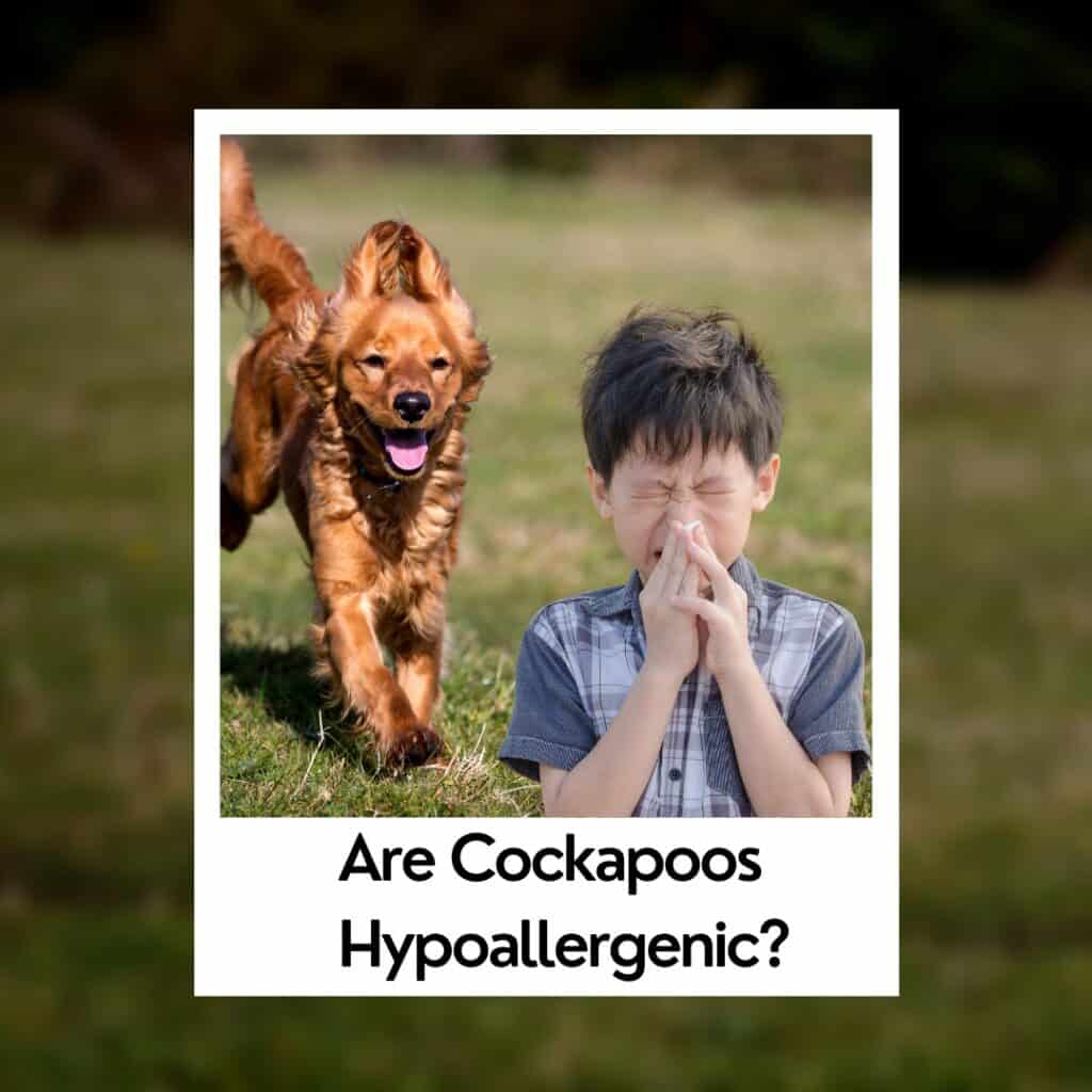 why are cockapoo low allergy