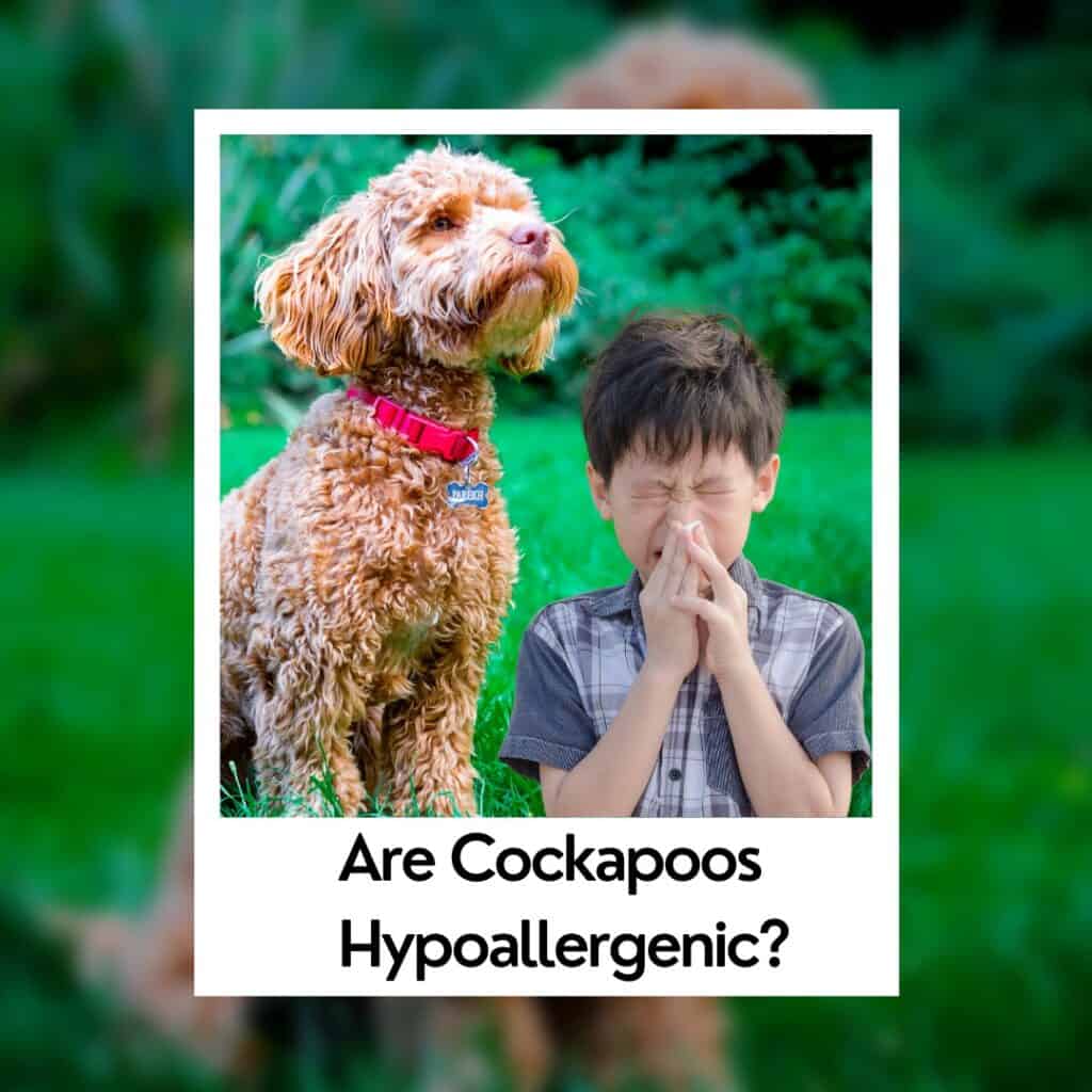 are cockapoos hypoallergenic
