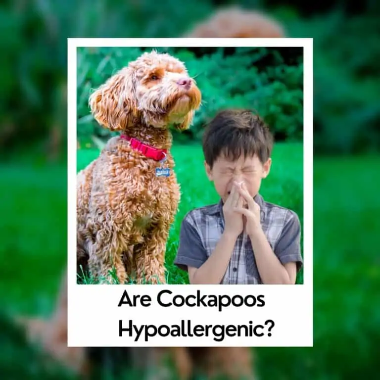Are Cockapoos Hypoallergenic? [Good for Allergy Sufferers]