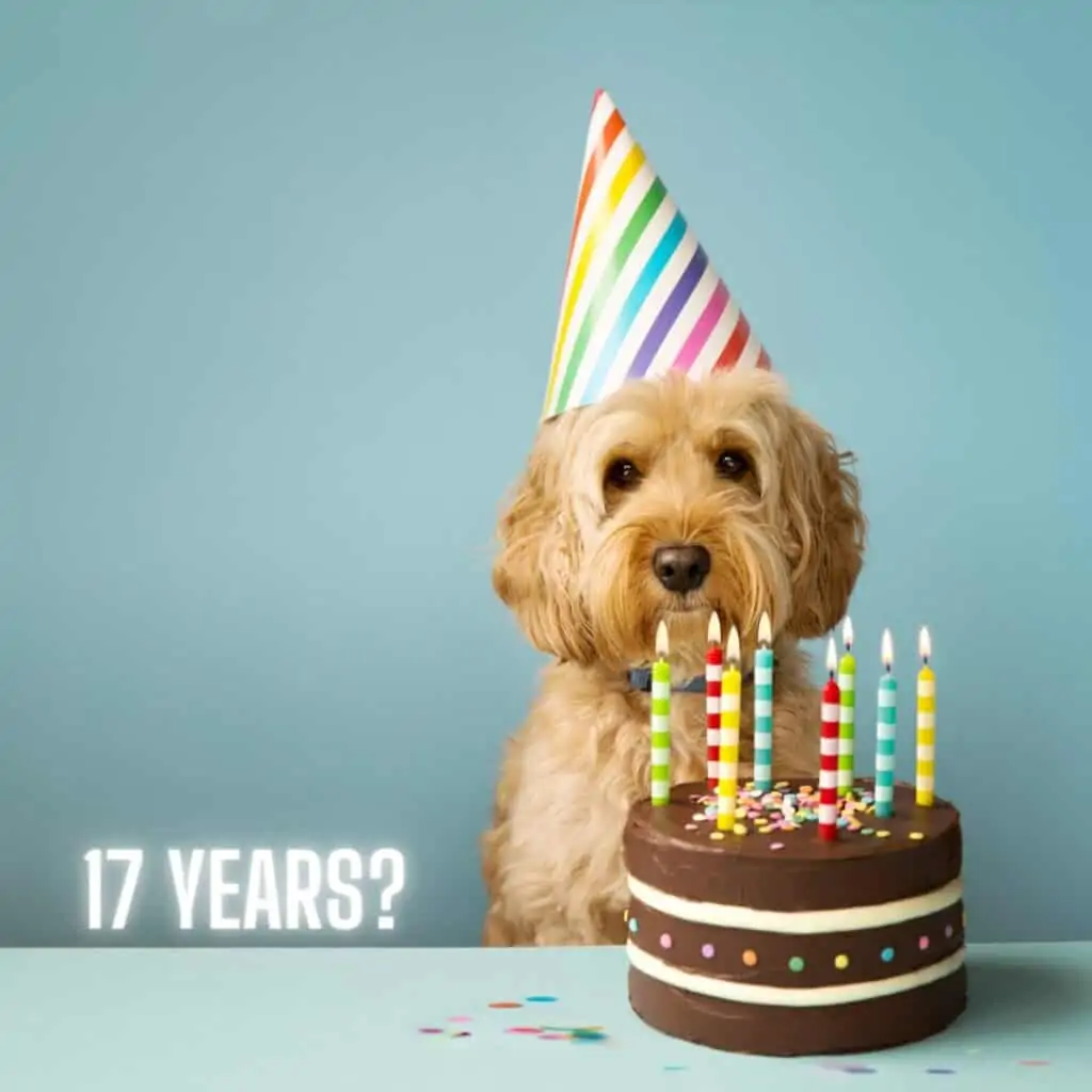 cockapoo puppy next to a cake how old