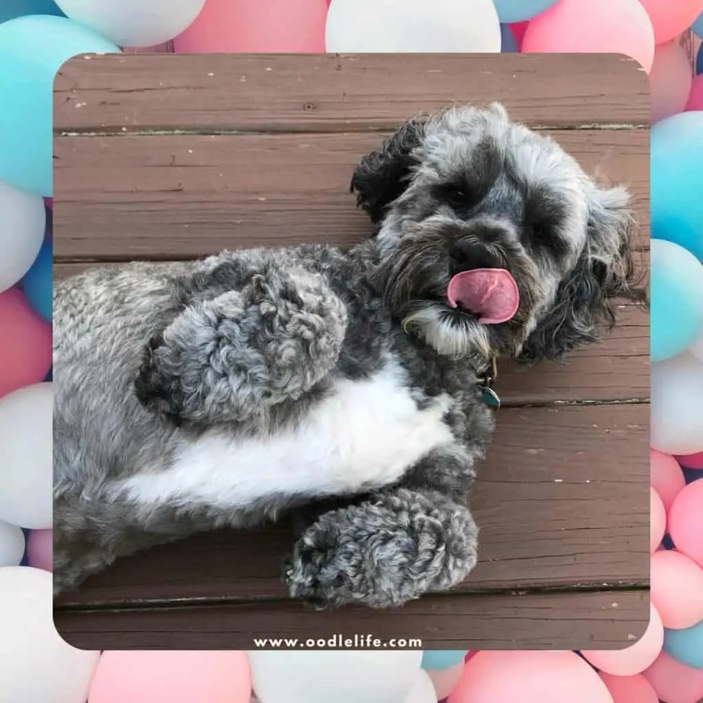 grey and white cockapoo laying units back tongue out
