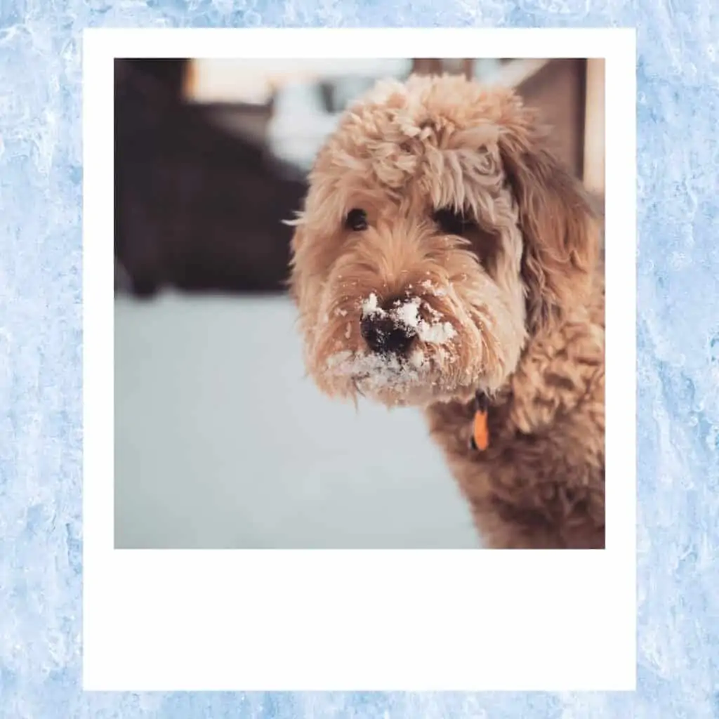 goldendoodles in the snow on nose