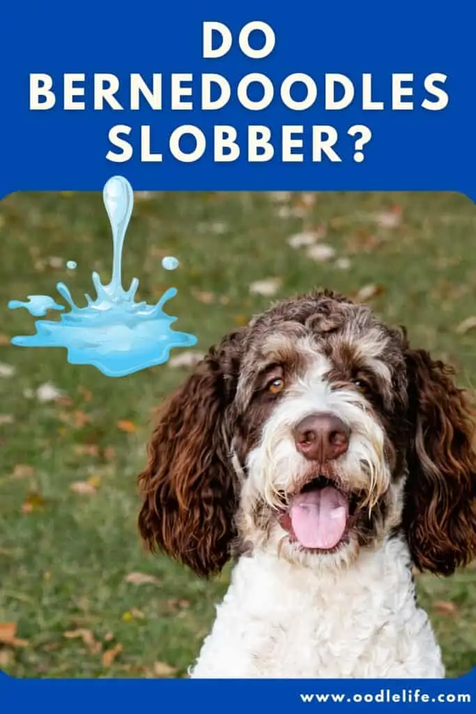 do Bernedoodles drool a slobber guide