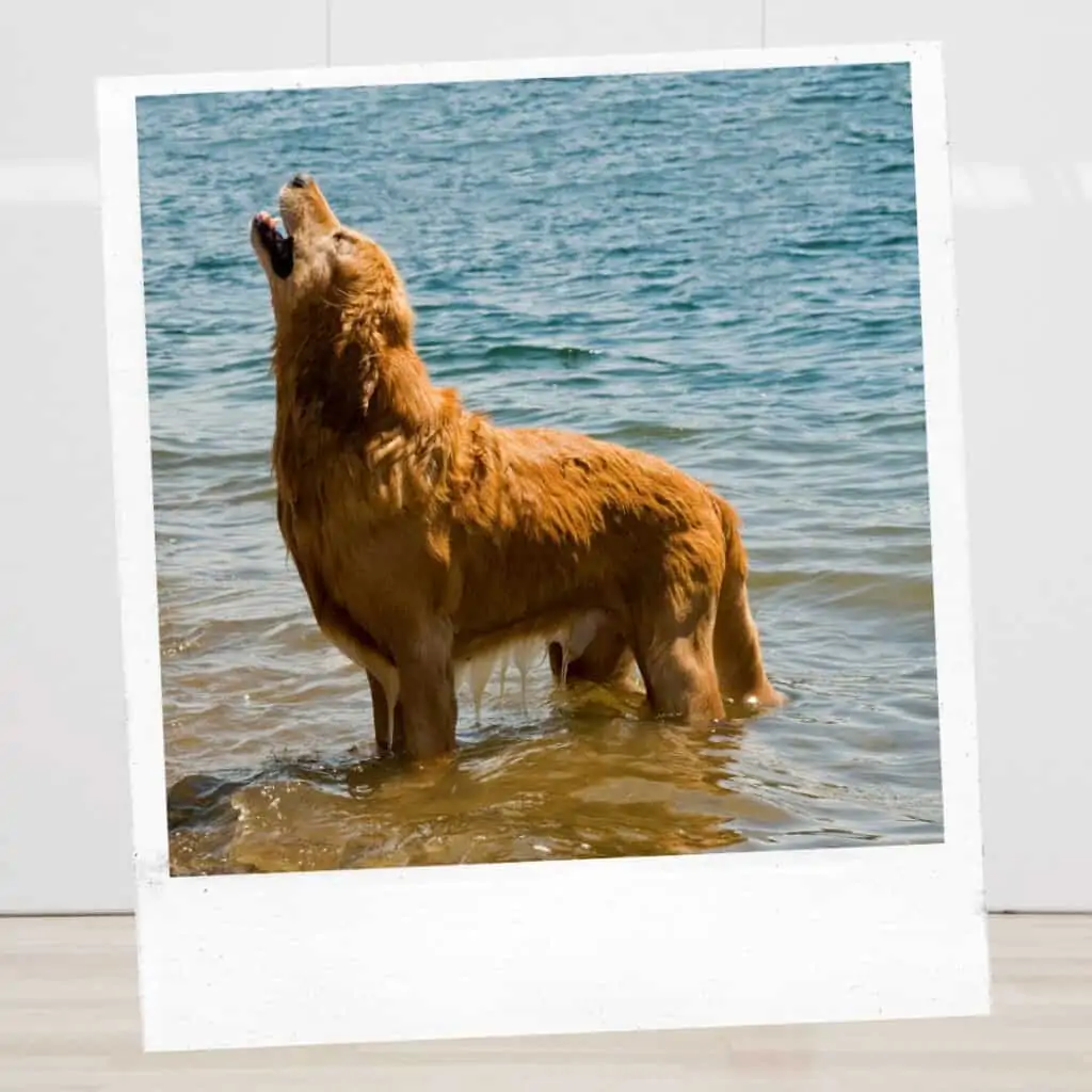 golden dog howl at beach