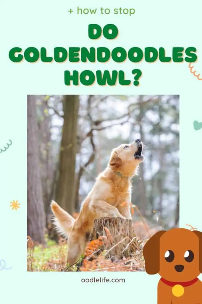 can Goldendoodles howl