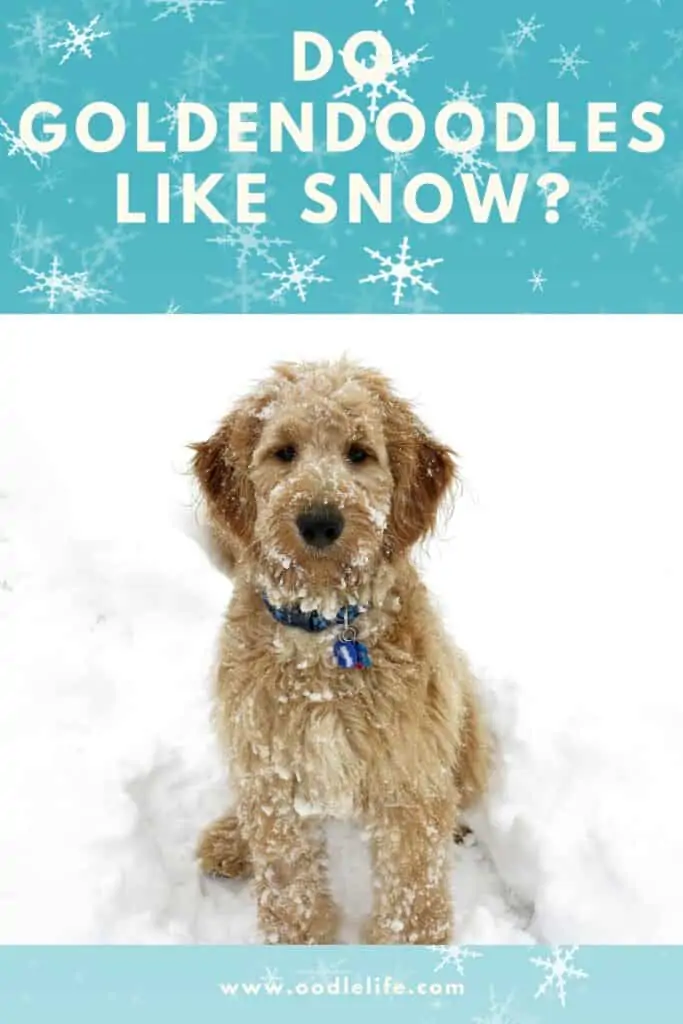 do goldendoodles like snow