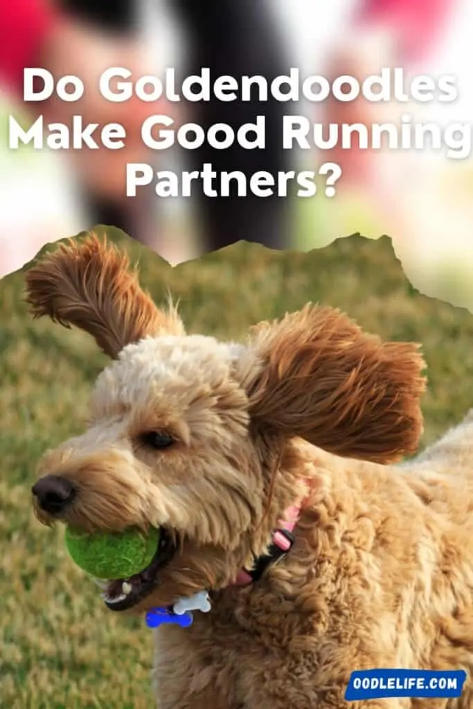 do goldendoodles make good running partners