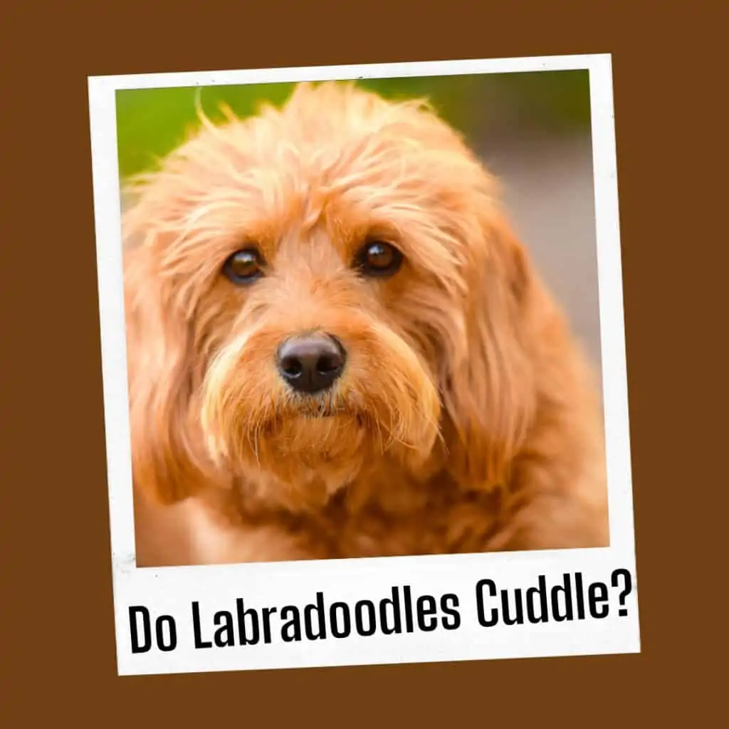 do labradoodles cuddle