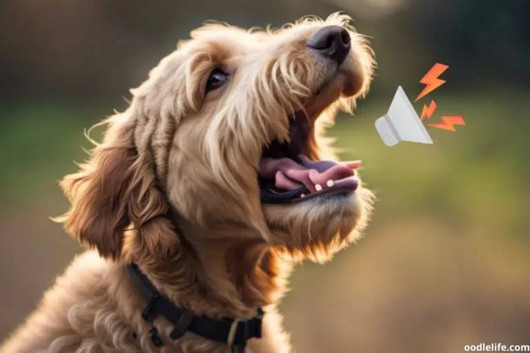 Do Labradoodles Bark A Lot? [+ How to Stop Labradoodle Barking] (2025)