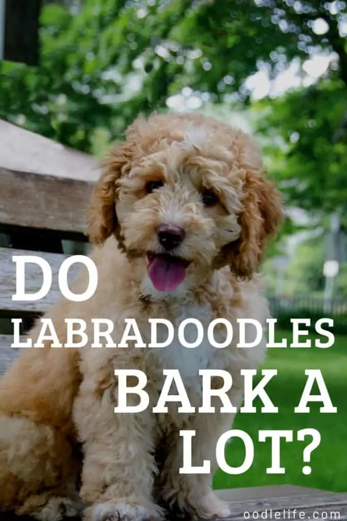 do labradoodles bark a lot