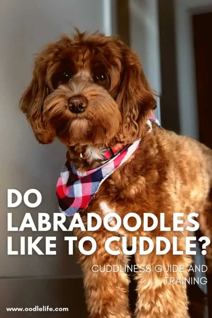 do labradoodles like to cuddle
