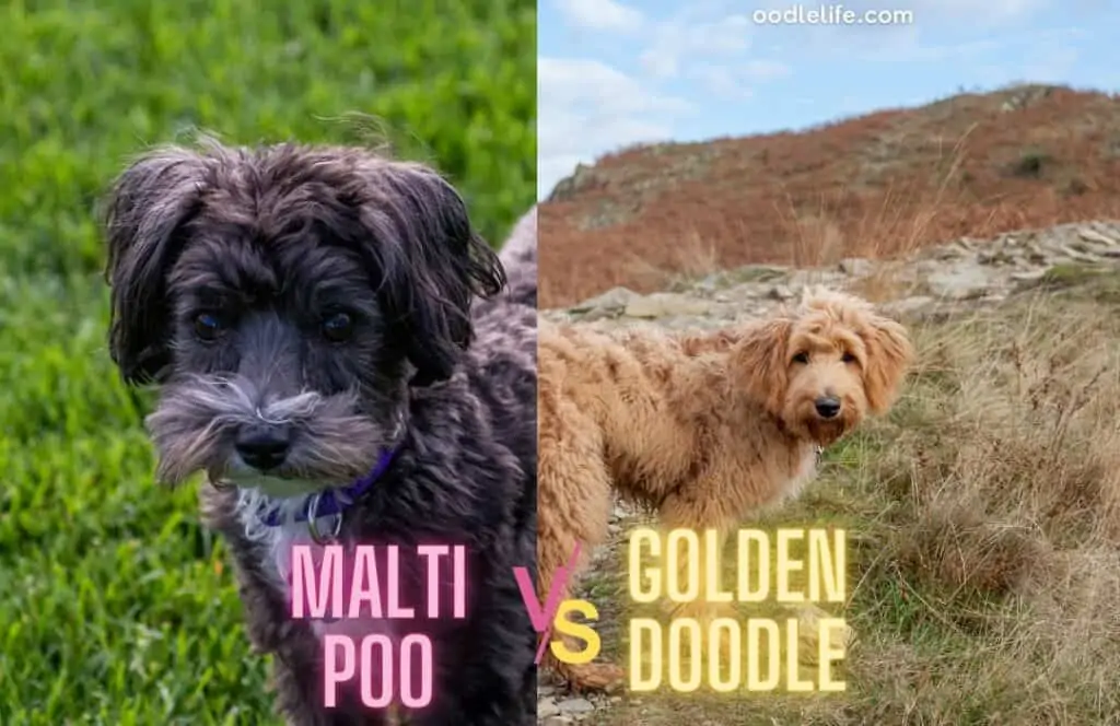 maltipoo vs goldendoodle outdoors