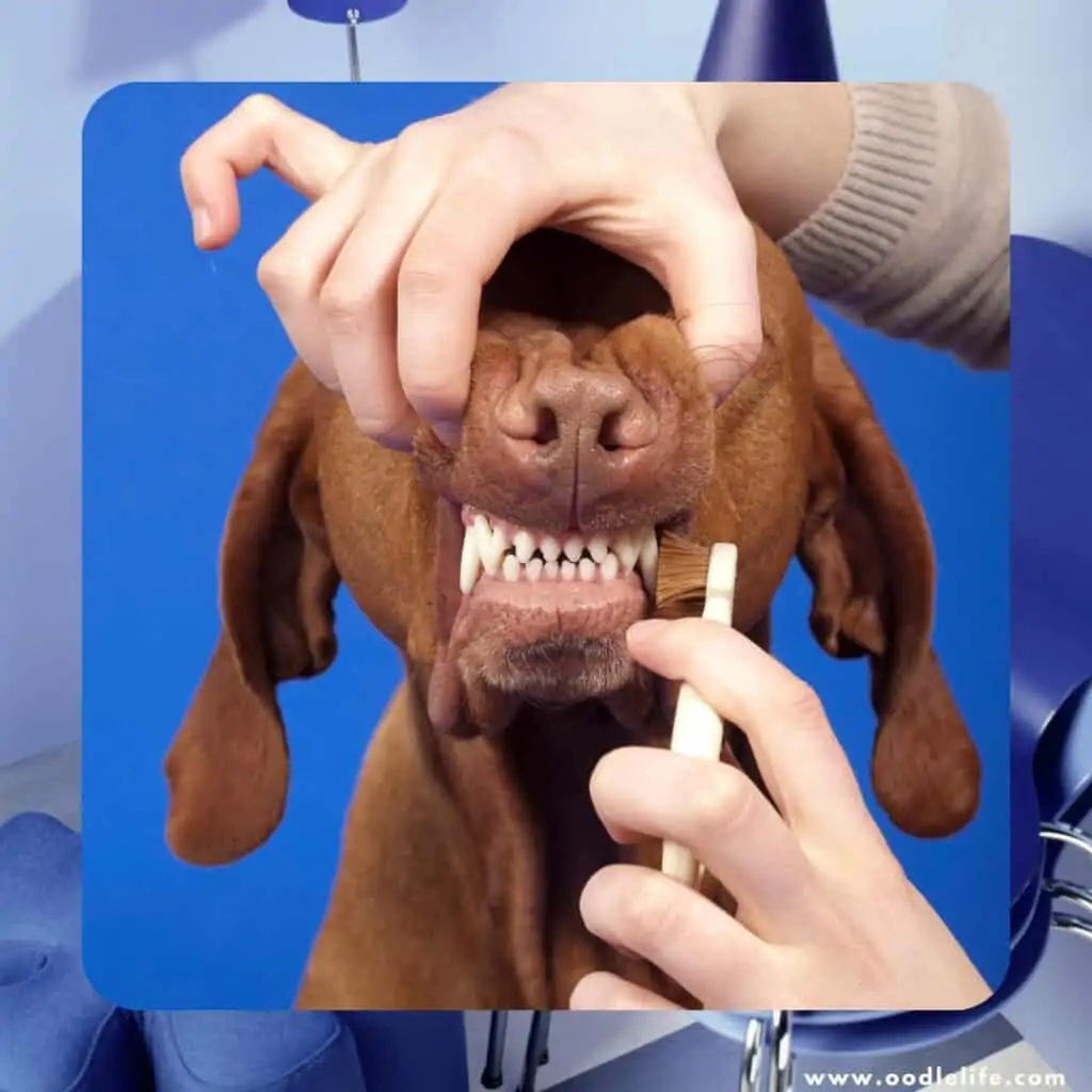 brushing helps prevent dog gum disease