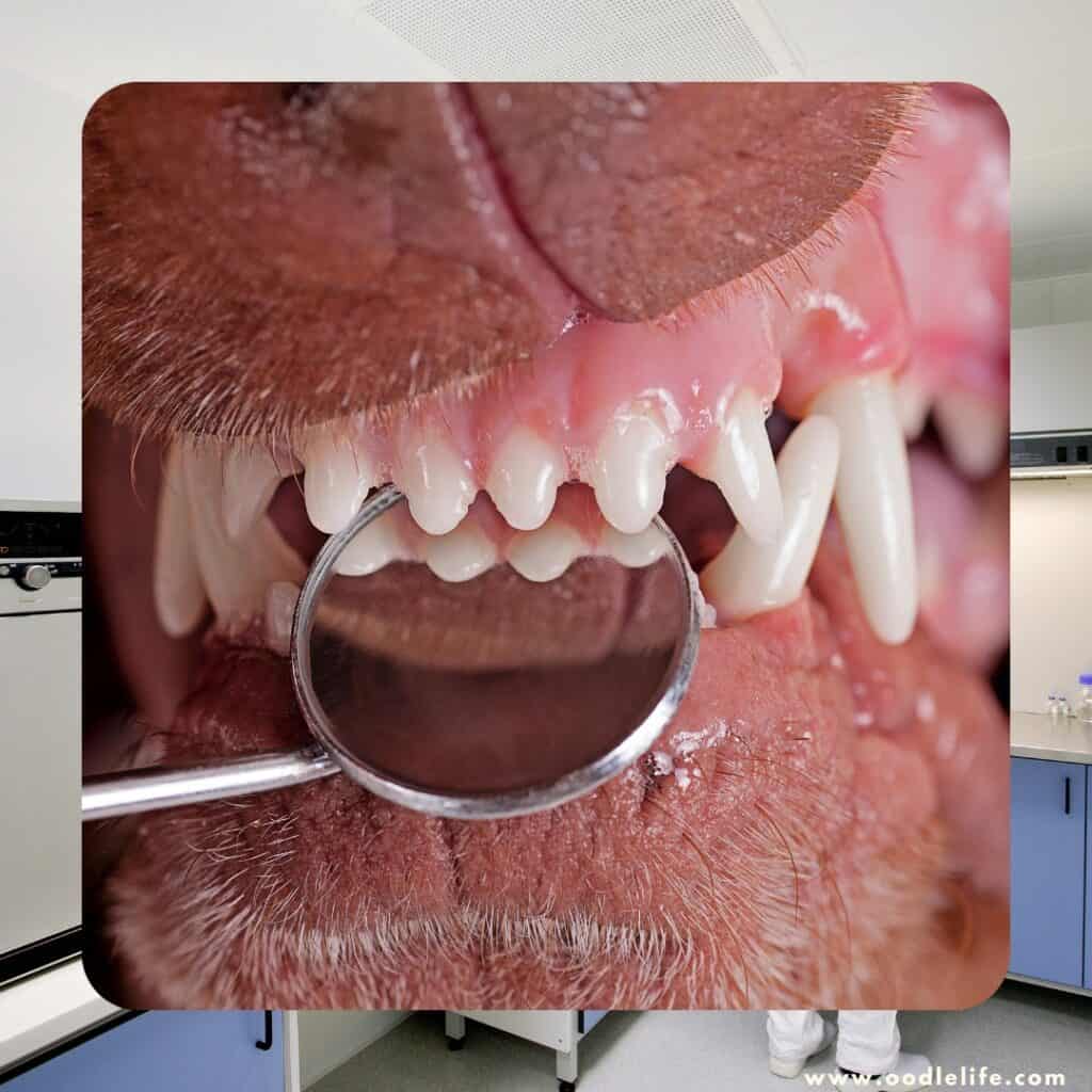 close up of dog getting teeth checked