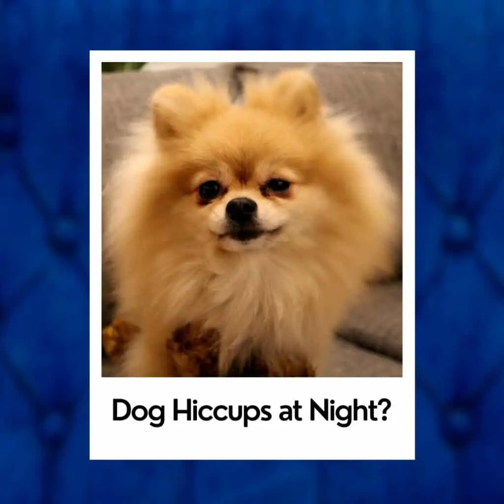 dog hiccups Pomeranian