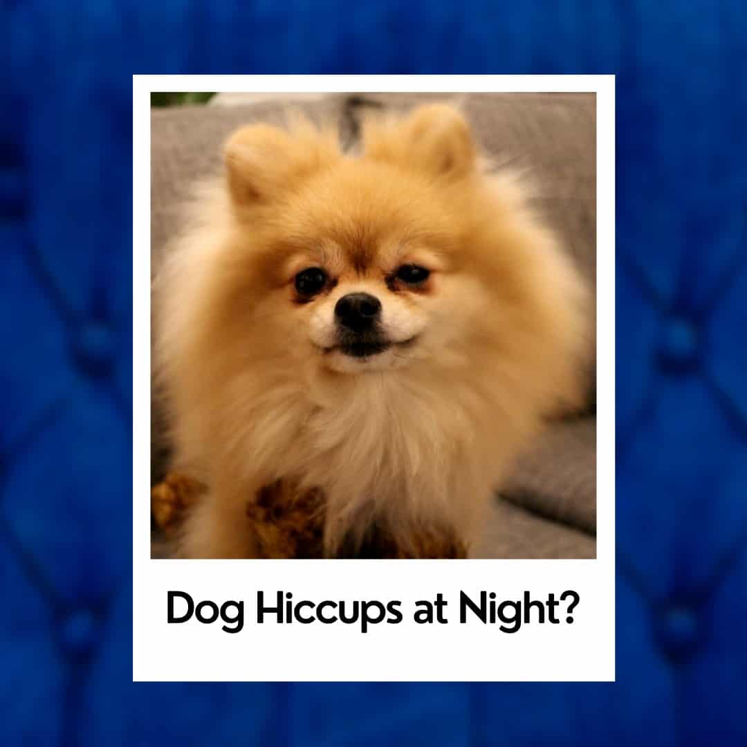 what causes dogs to get the hiccups