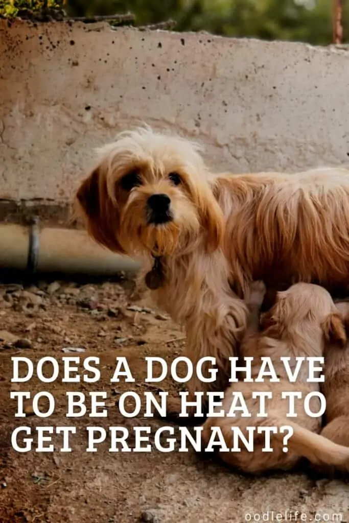 does a dog have to be on heat to get pregnant