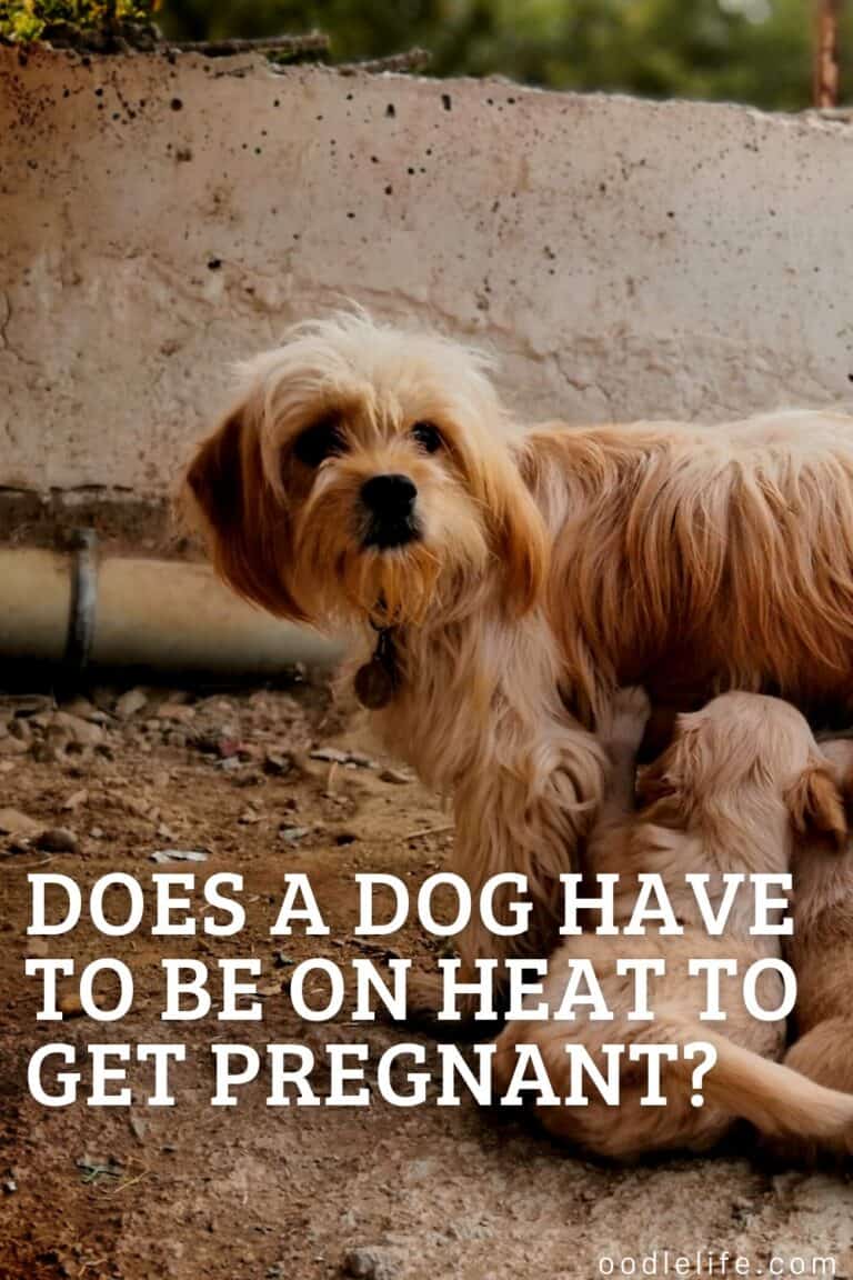 Does A Dog Have To Be On Heat To Get Pregnant? [Dog Heat Explained