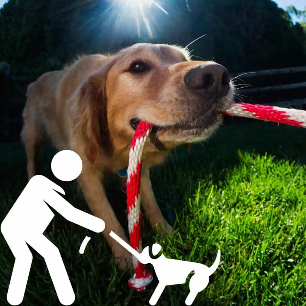 how to play tug of war with dog
