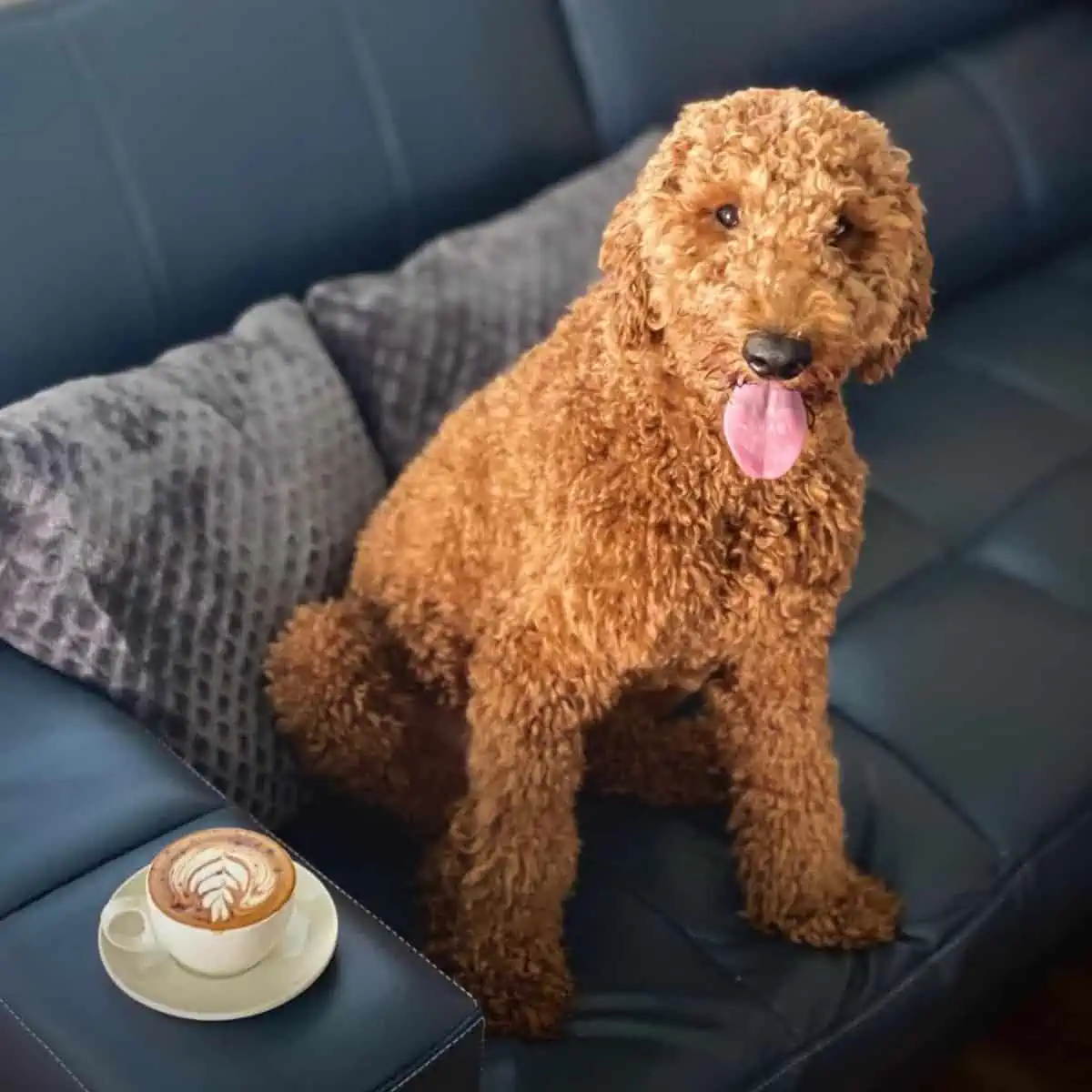 drinking cappuccino with Goldendoodle