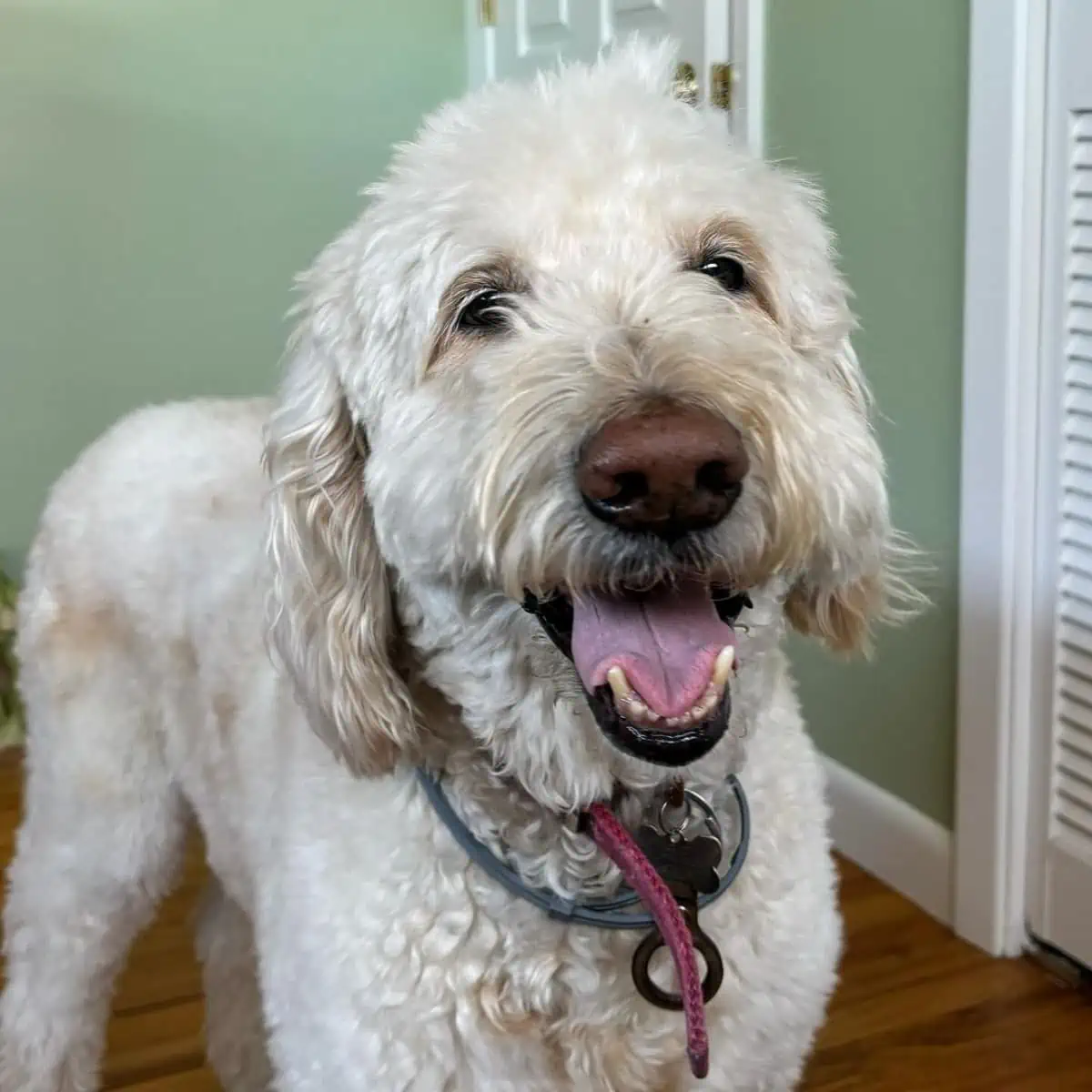 excited Goldendoodle for new toy