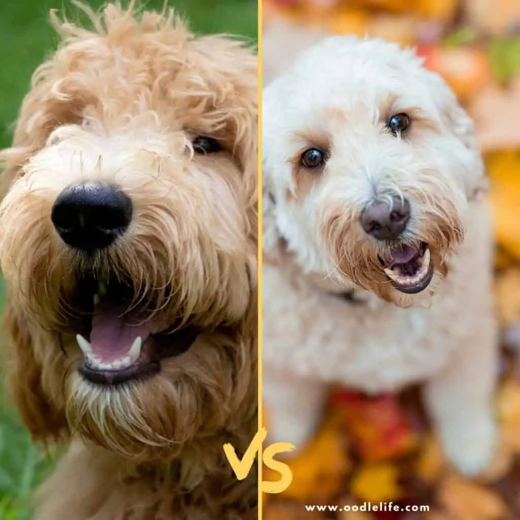 f1 vs f2 goldendoodle