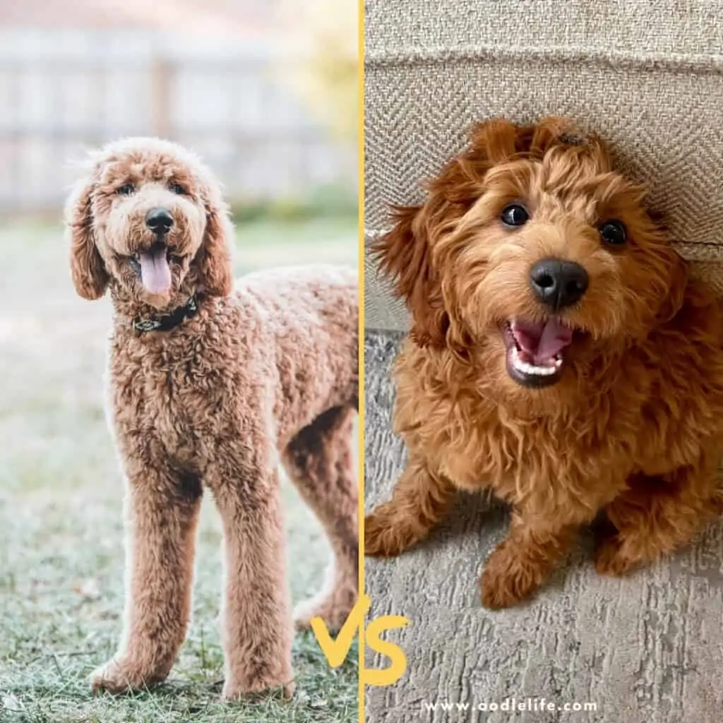 f1 vs f2 goldendoodle sizes photo