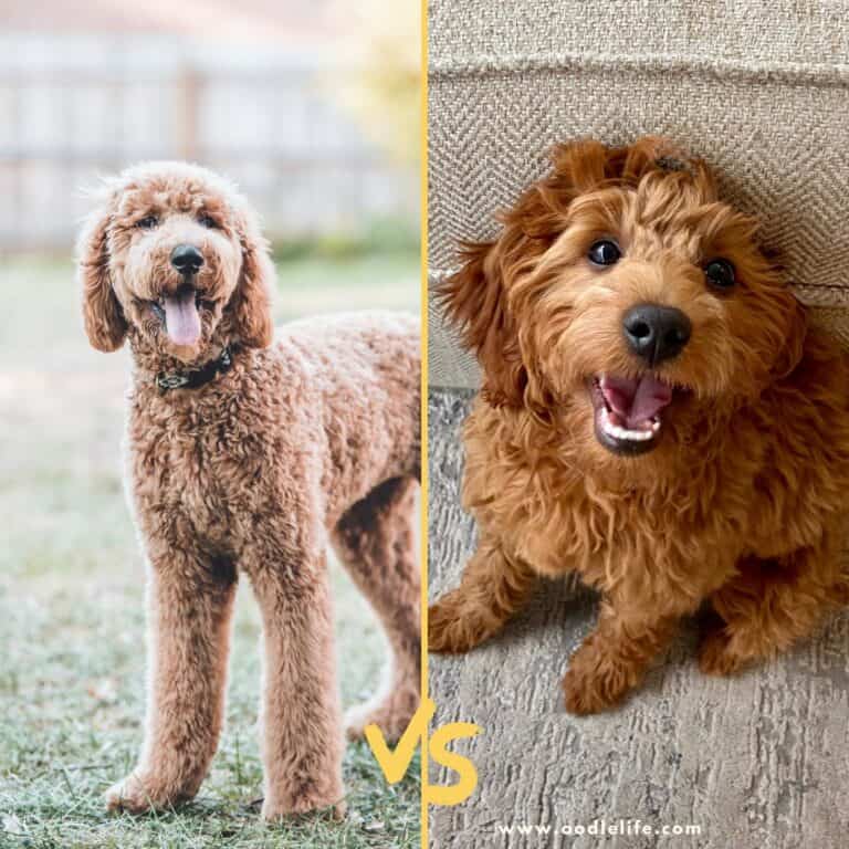 103 Best Goldendoodle Names [Male and Female + Organized]