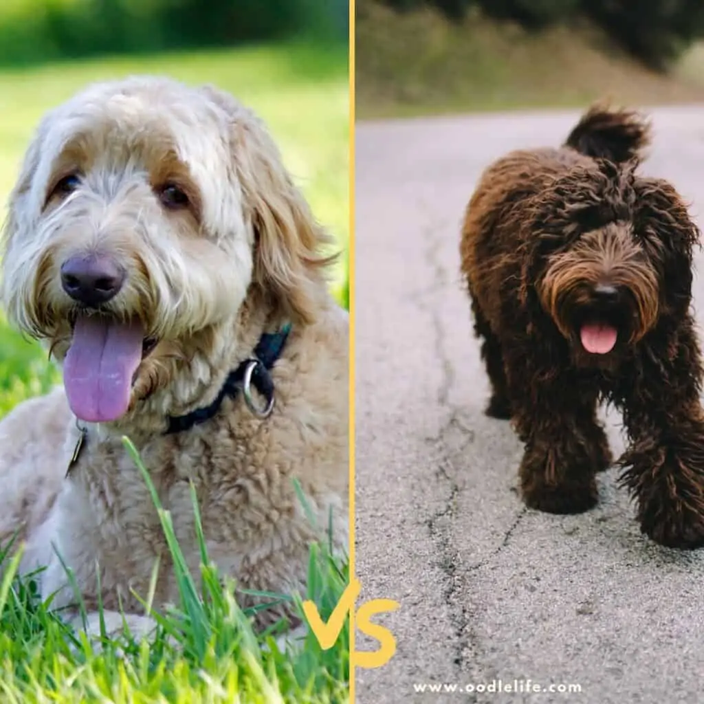 f1 vs f2 goldendoodle color variation