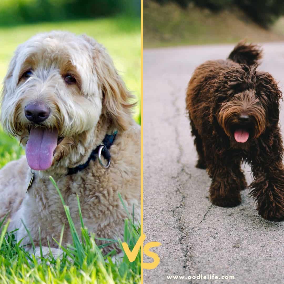 f1 goldendoodle f1 goldendoodle