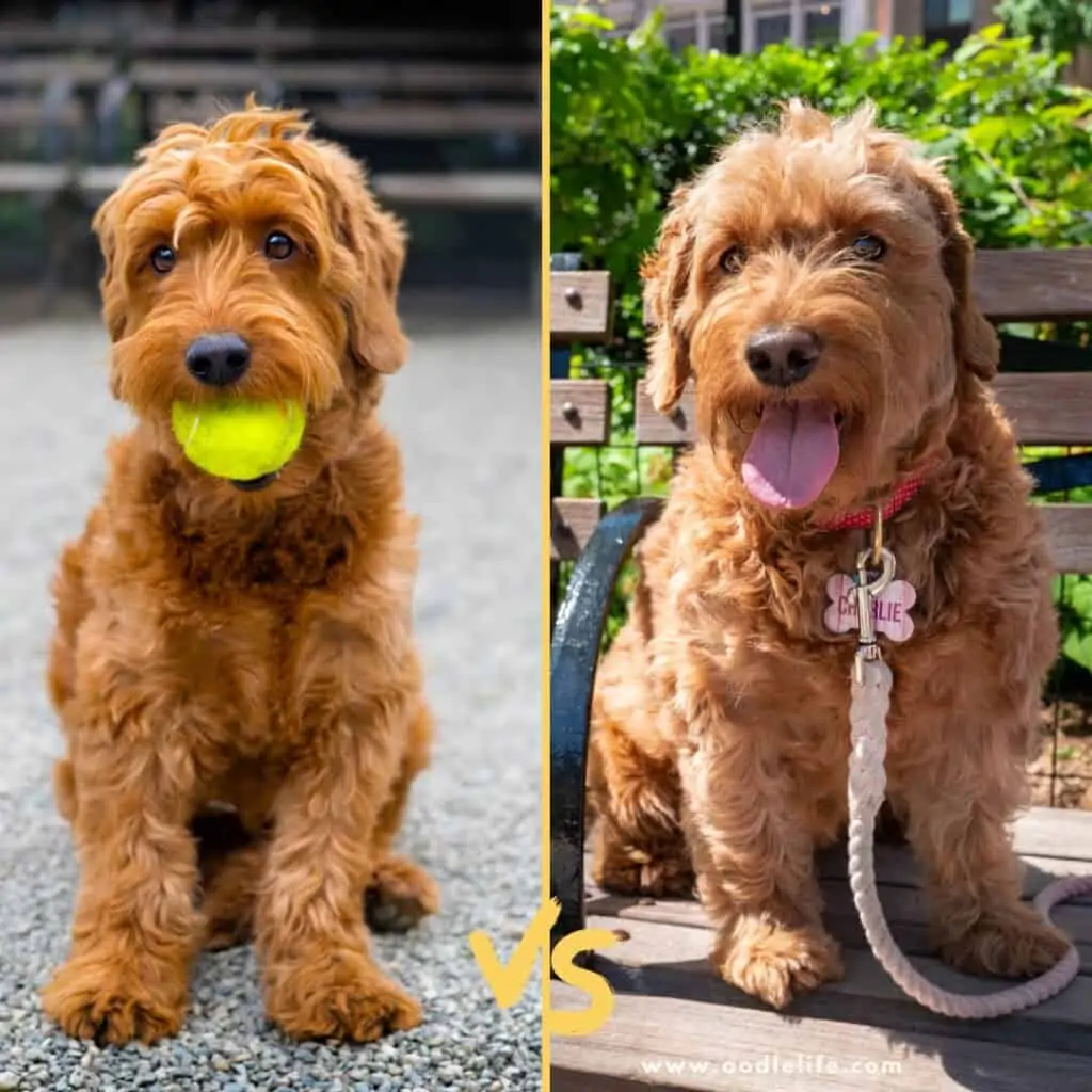 f1 vs f2 cappotto goldendoodle all'aperto