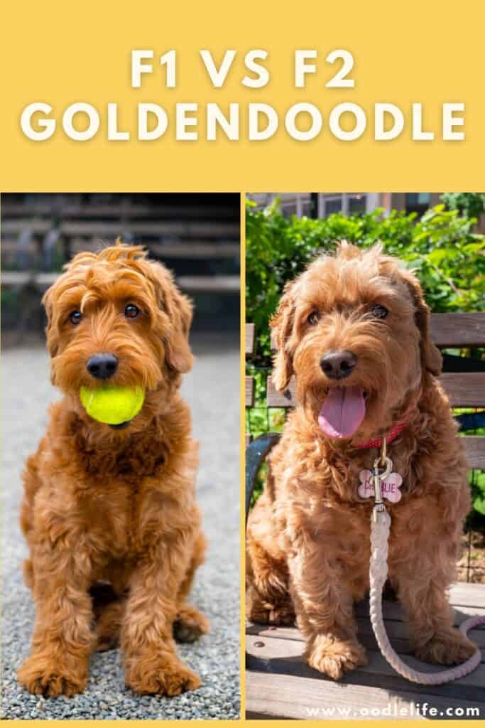 can you breed an f2b goldendoodle