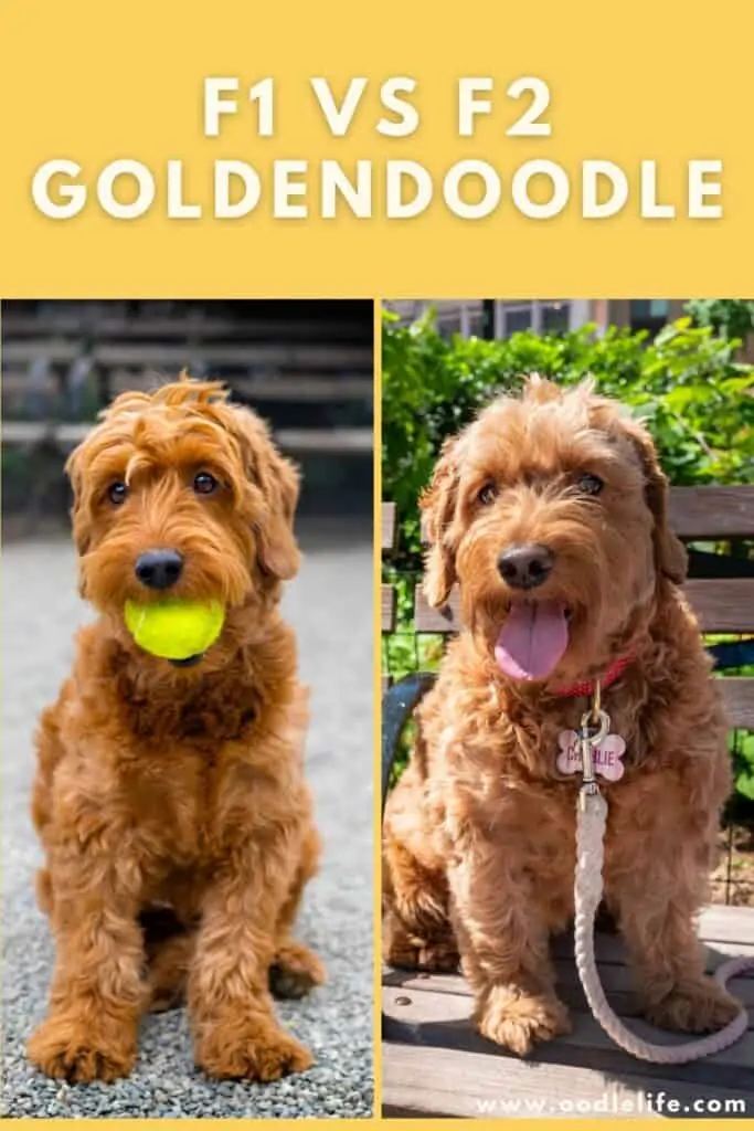 f1 vs f2 goldendoodle photo comparison