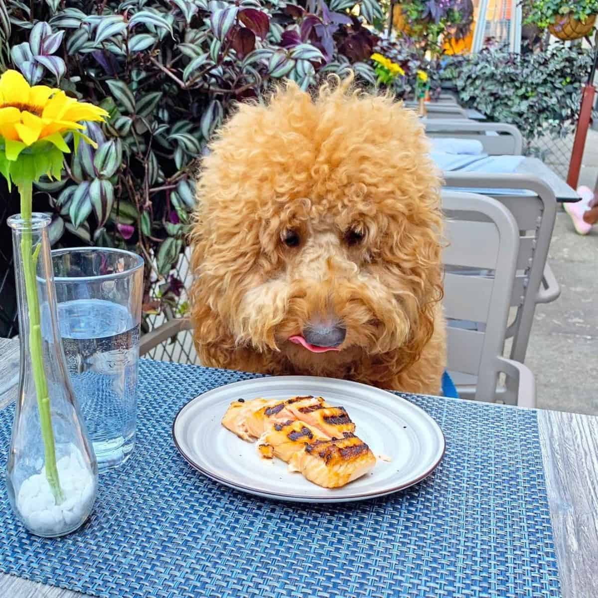 F1B Mini Goldendoodle and her food