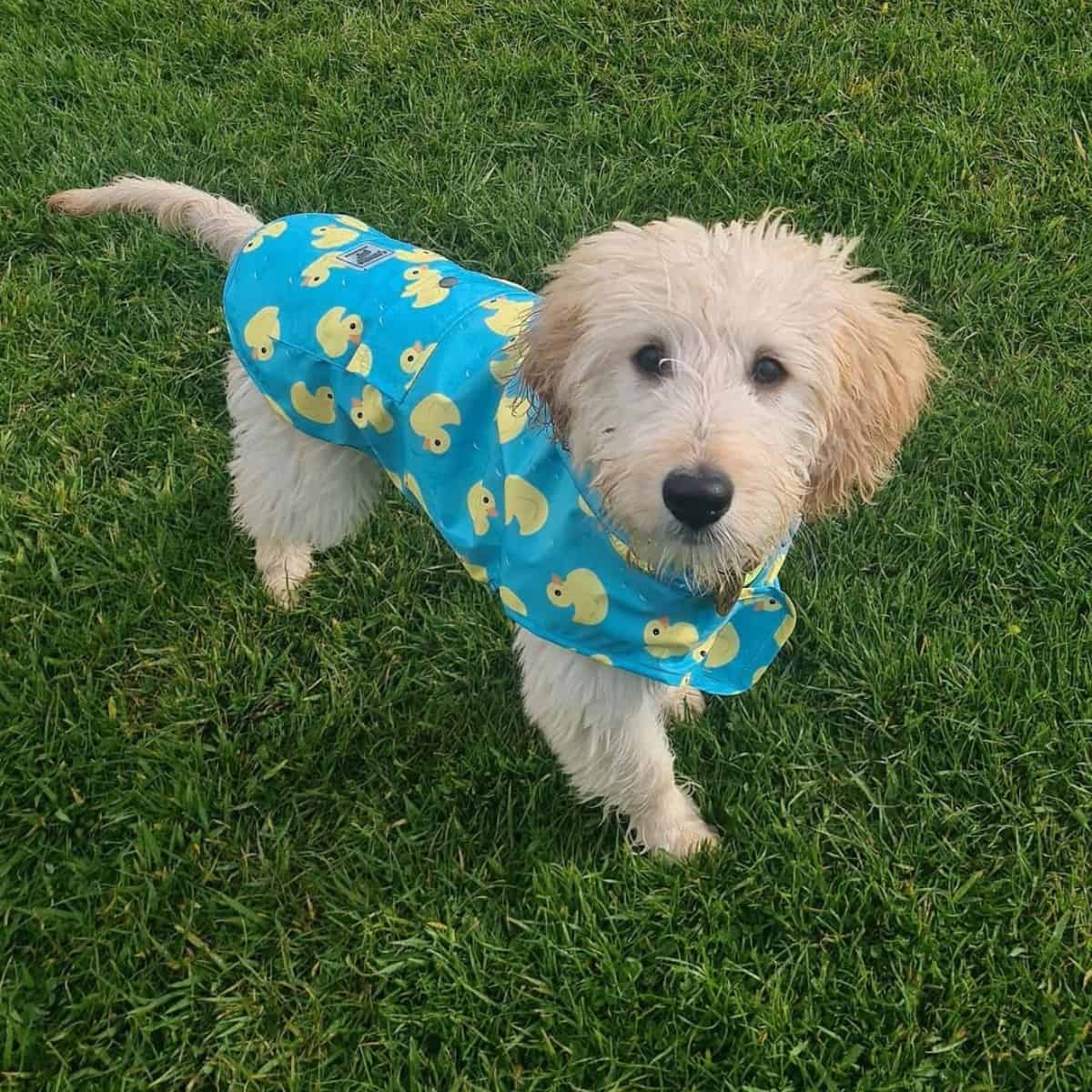 F2 Goldendoodle wears clothing