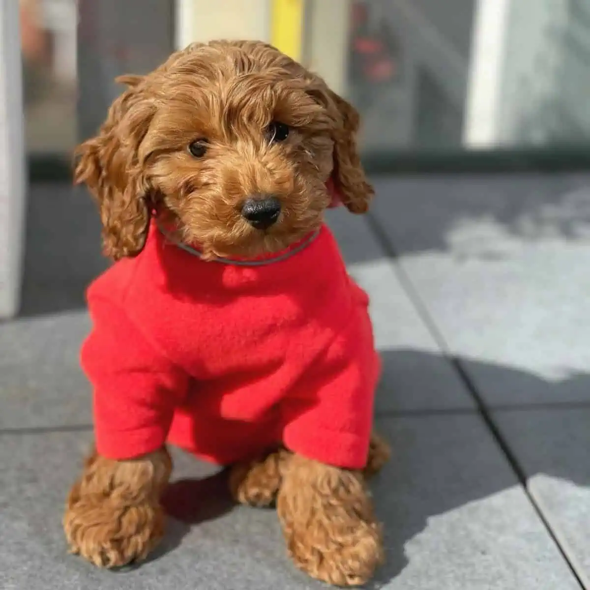 fleece sweater for Cockapoo