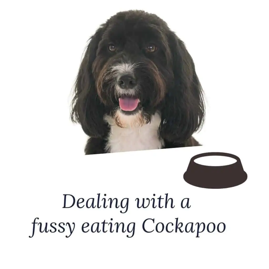 dealing with a fussy eater cockapoo